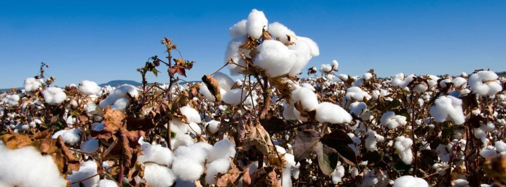 Behind the Scenes: How Acetate Frames Are Made